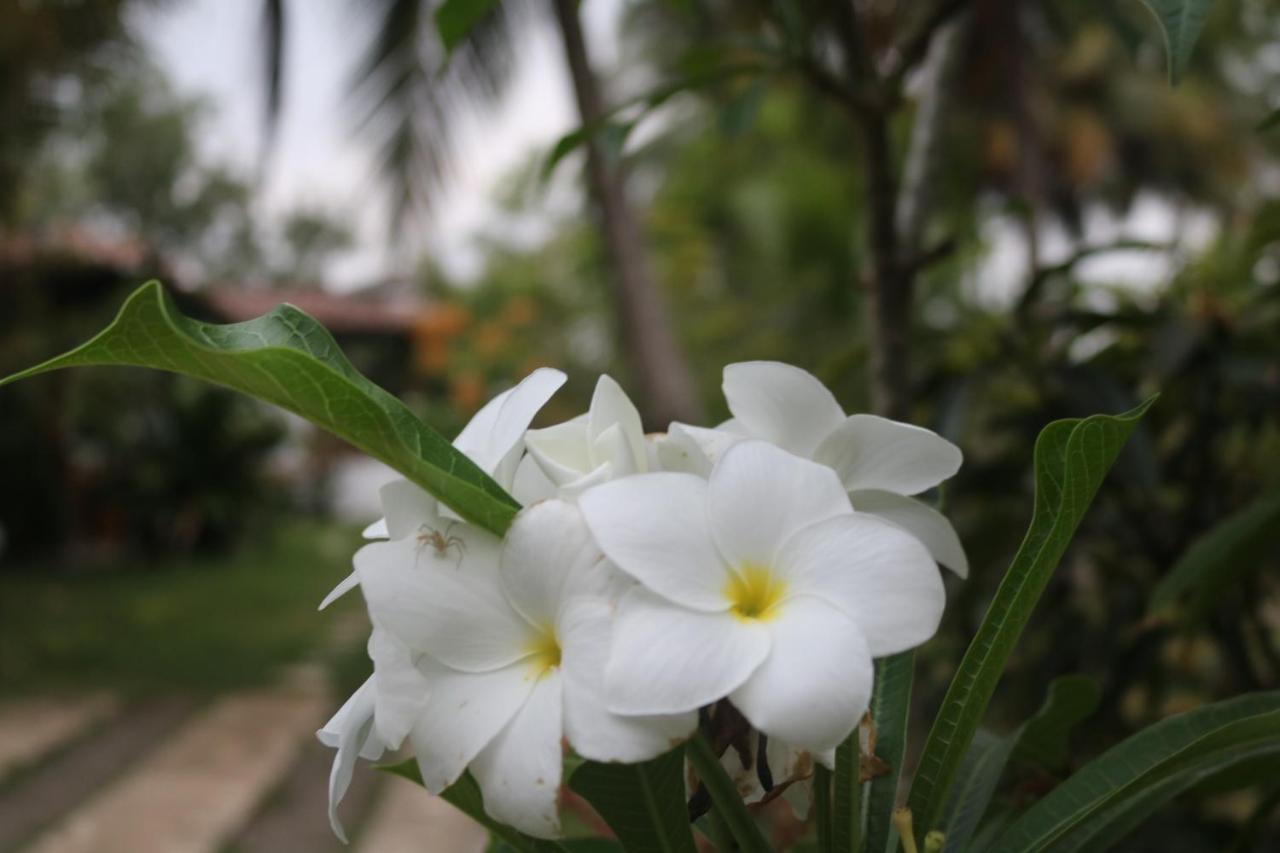 Coconut Island Villa Tangalle Exterior foto